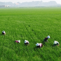 ธุรกิจข้าวแบบมีส่วนร่วม : นวัตกรรมในการแก้ปัญหาชาวนาอย่างเป็นองค์รวม